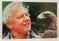 Interstellar Collectibles Inc - David Attenborough Signed Photo 1